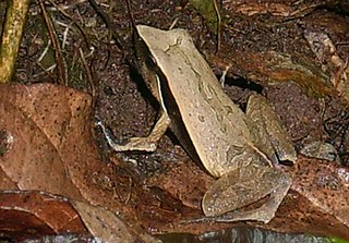 <i>Physalaemus albonotatus</i> Species of frog