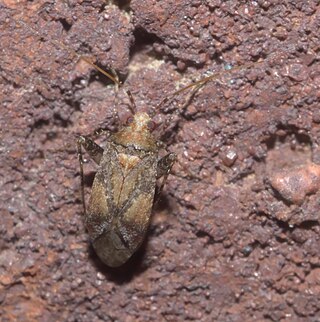 <i>Phytocoris breviusculus</i> Species of true bug