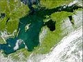 Baltijos jūroje žydi fitoplanktonas. 2001 m. liepos 3 d.