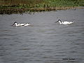 Pied avocet, езерце село Bakarpur, Mohali, Пенджаб, Индия.JPG