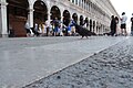Pigeons on Piazza San Marco IMG 0776.JPG