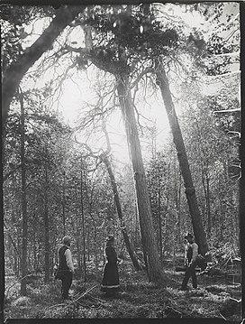 Pine forest in Pasvikdalen.jpg