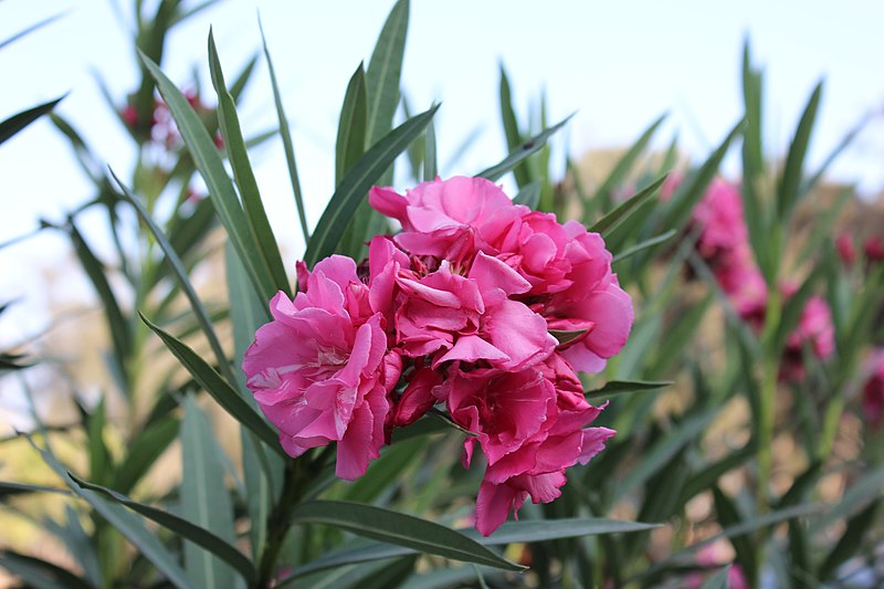 File:Pink Flower. Alex 004.JPG