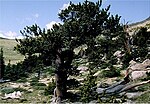 Borovice osinatá (Pinus aristata)[5]