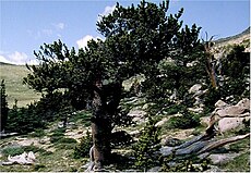 Pinus aristata0.jpg