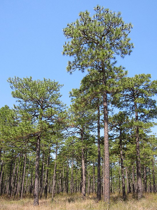 Сосна болотная. Сосна Болотная длиннохвойная. Сосна Болотная Pinus palustris. Североамериканская Болотная сосна. Сосна Карибская.