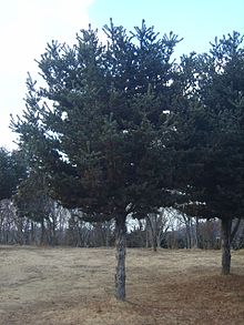 Pinus parviflora.JPG