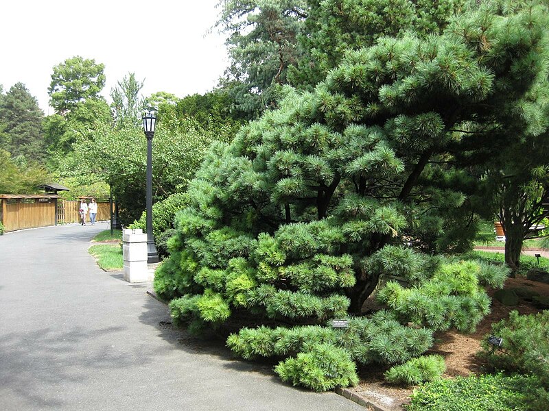 File:Pinus strobus radiata - Gardenology.org-IMG 0695 bbg09.jpg
