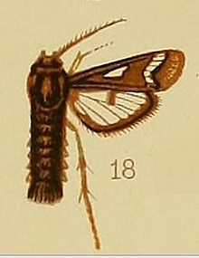Pl.41-fig.18-Thyranthrene obliquizona (Xempson, 1910) (Lepidopoda) .JPG