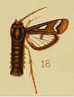 <i>Thyranthrene</i> genus of insects
