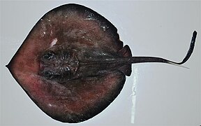 Plesiobatis daviesi, une Plesiobatidae