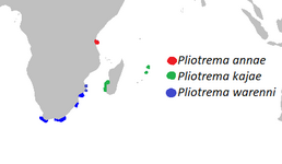 Мапа поширення роду Pliotrema. P. kajae зображено зеленим.