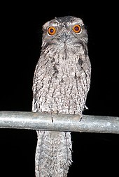 Plumed Frogmouth Podargus ocellatus plumiferus