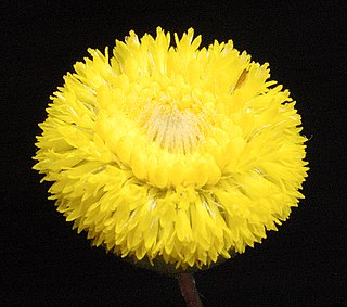 <i>Podolepis lessonii</i> member of the daisy family, native to WA