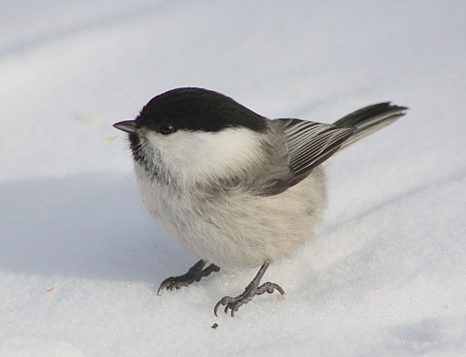 Poecile Montanus Kittila 20120307