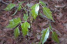 Toxicodendron pubescens (Atlantic poison oak), one of a large number of species containing urushiol irritants. Poisonoak.jpg