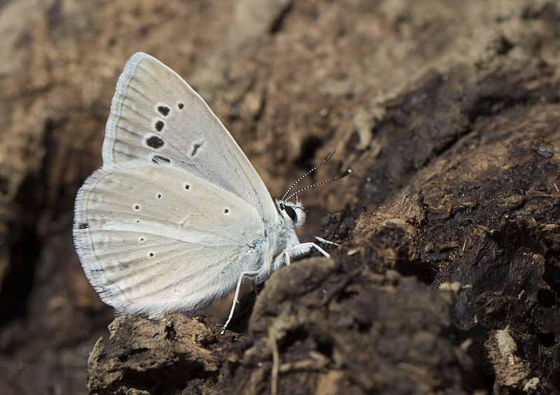 File:Polyommatus cilicius - Çokgözlü Gülekmavisi 01.jpg