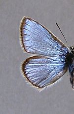 Polyommatus eros – Männchen