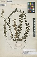 Polypodium minimum Aubl.  = Marcgravia indet.BM000016569.jpg