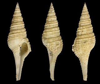 <i>Polystira tellea</i> Species of gastropod