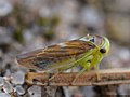 Populicerus nitidissimus (Herrich-Schäffer, 1835)