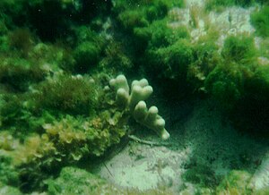 Porites porites French Bay.jpg