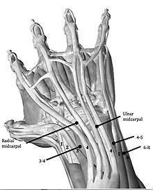 Location of the Portals used for Wrist Arthroscopy Portals hand.jpg