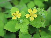 Potentilla centigrana