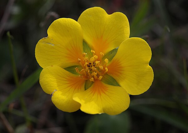 Potentilla hickmanii