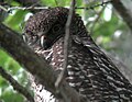 Powerful owl