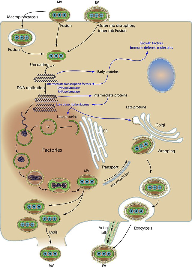 life cycle of rubella virus