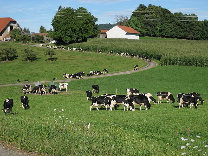 File:Poya à l'envers - Les vaches descendent de l'alpage.JPG