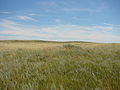 Thumbnail for Northern Shortgrass Prairie