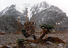 An old Kerguelen cabbage on the Peninsule Rallier du Baty, Kerguelen Island Pringlea antiscorbutica (old) edit.JPG