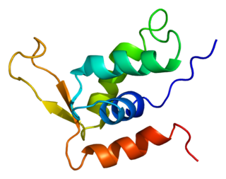 FOXK2 protein-coding gene in the species Homo sapiens