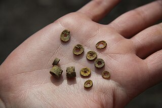 <span class="mw-page-title-main">St. Cuthbert's beads</span>