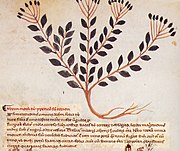 Pseudo-Dioskurides de herbis femininis Manuskript 14. Jh.
