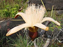 Pseudobombax tomentosum flower.jpg