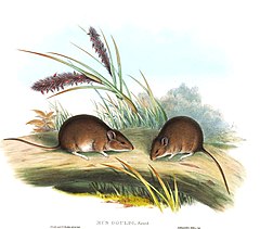 Description de l'image Pseudomys gouldii - Gould.jpg.