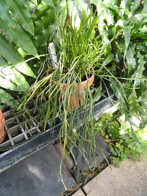 Psilotum complanatum - Lyman Plant House, Smith College - DSC04275