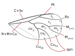 Psyllidae forewing veins.svg