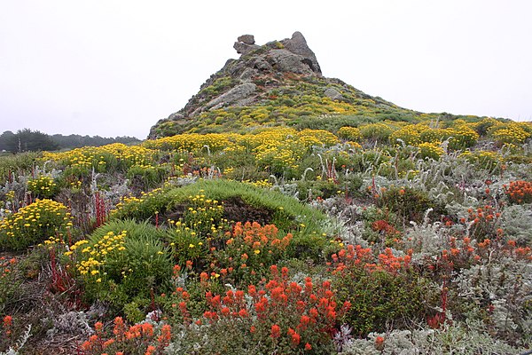 Wildflowers at Pt. Lobos, 2006