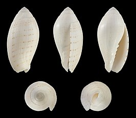 Pterygia nucea