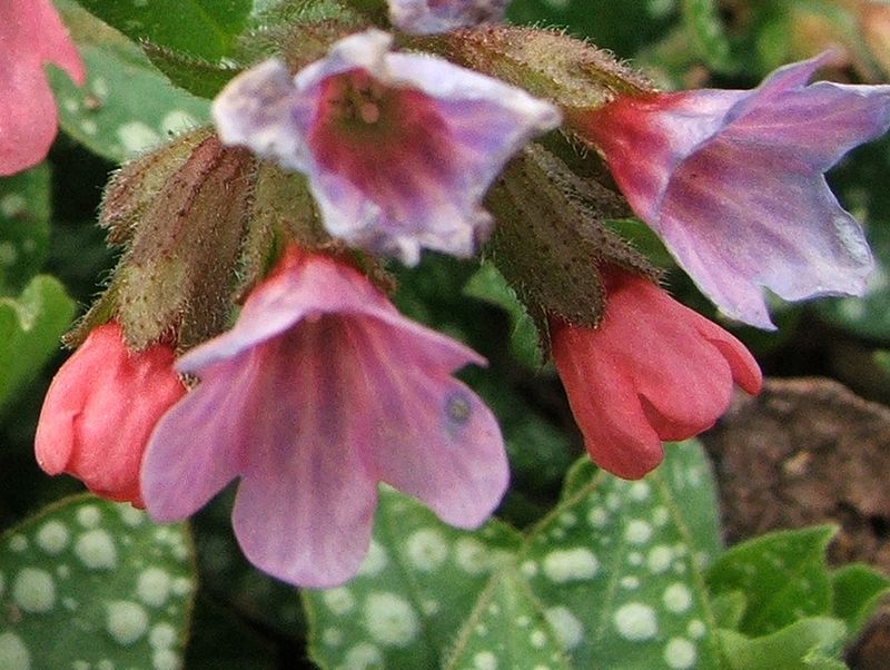 Pulmonaria officinalis 2.jpg