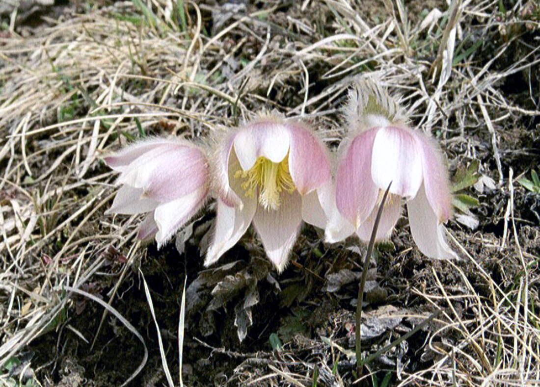 Pulsatilla vernalis