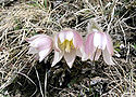 Pulsatilla vernalis