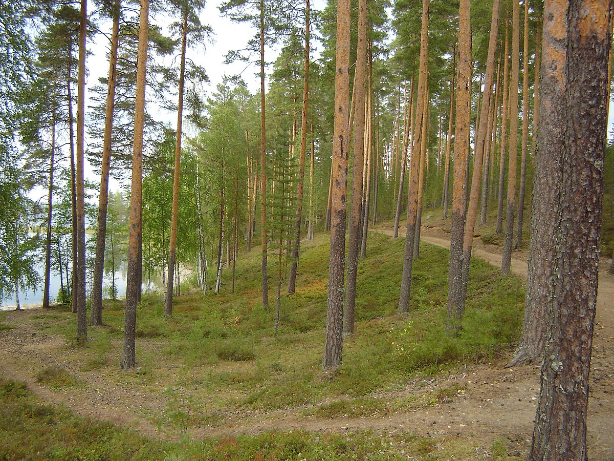 Деревья Финляндии