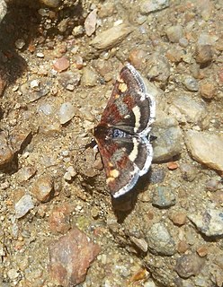 <i>Pyrausta porphyralis</i> Species of moth