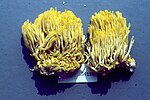 Thumbnail for Ramaria flavosaponaria