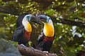 Ramphastos vitellinus